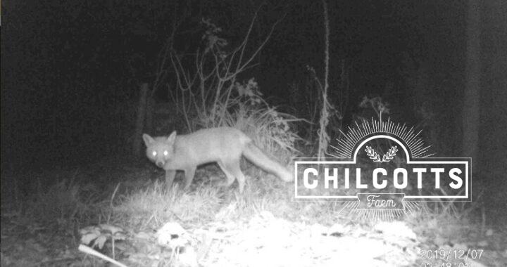 Fox at night in December North Devon Barnstaple