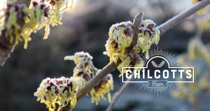 Witch Hazel flower in the morning frost