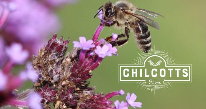 Honeybee on Verbena Bonariensis in Summer, North Devon UK