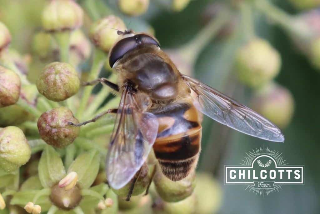 This is not a honeybee, but a fly which looks very similar. A big clue is that it only has two wings (honeybees have four, two on each side). In addition, it has very BIG eyes.