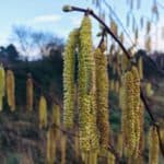 Hazel catkins a source of early pollen for the honey bee