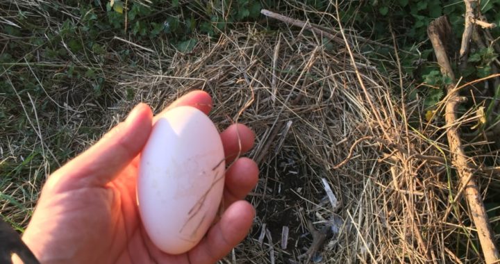 First goose Egg of the year