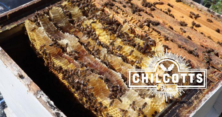 Wild brood comb in a bee hive