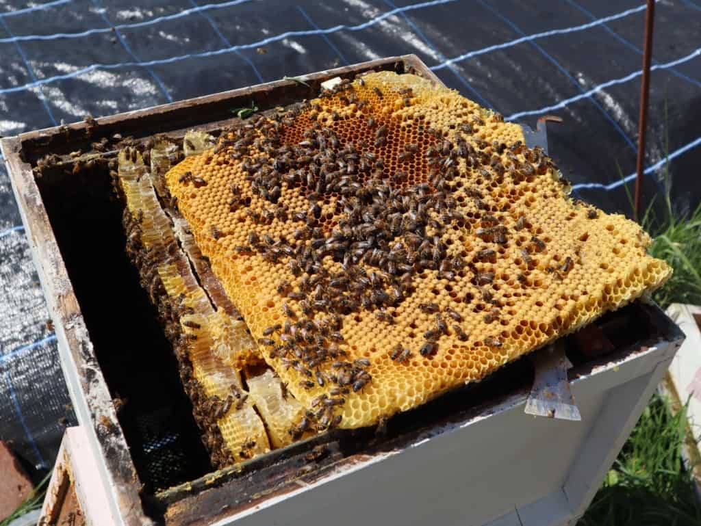 Wild comb resting on the top of the hive
