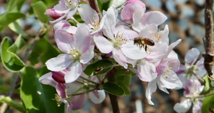 Honey Bee Flying Toward Apple Blossom