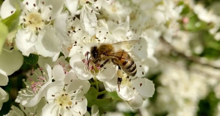 Honey Bee Working Hawthorn Flowers