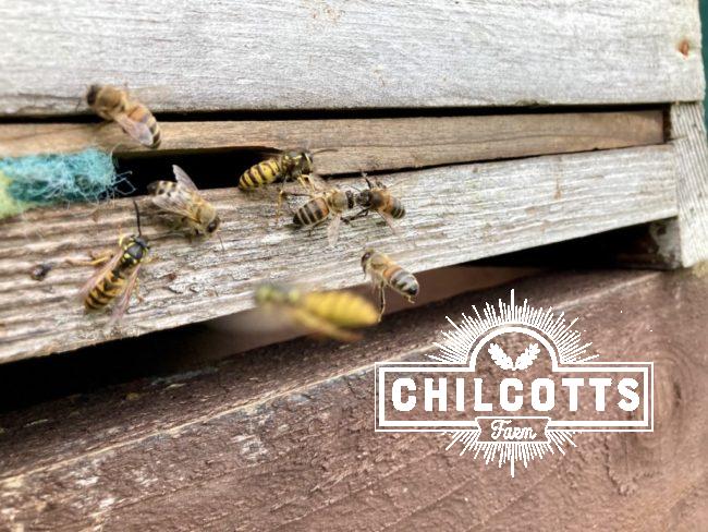 Wasps attacking beehive