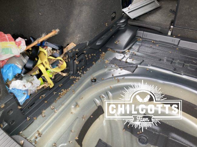 Bees cleaning honey from the boot of a car