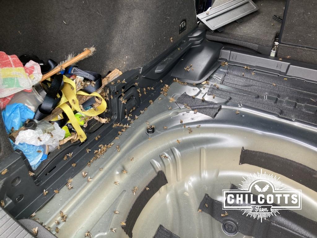 Bees cleaning honey from the boot of a car