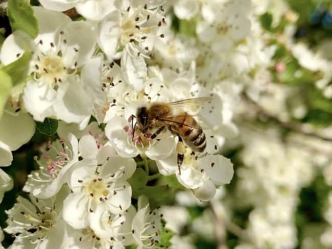 Honey Bee on hawthorn flowers Chilcotts Farm