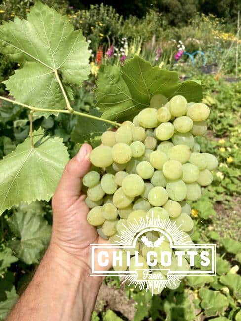 Grapes grown in North Devon and harvested in July