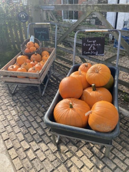 2021 Pumpkins for sale, sold from the gate
