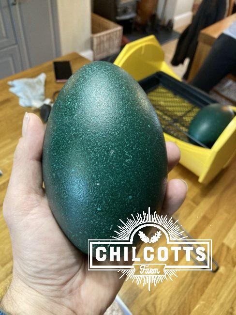 Emu egg