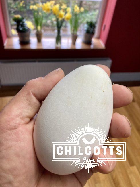 Goose Egg, North Devon 2022