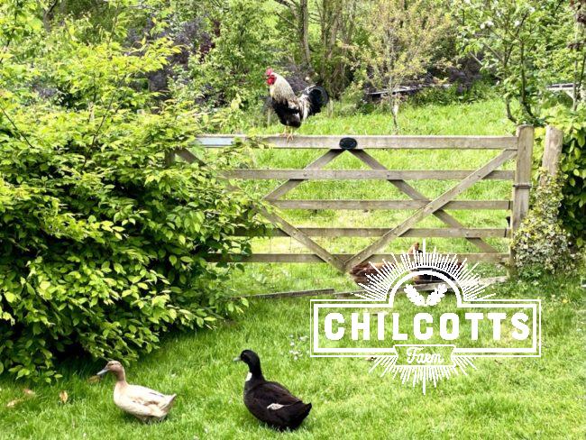 Cockerel Crowing on the gate