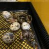 Quails hatching in an incubator