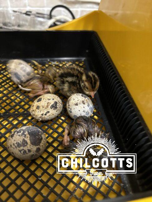 Quails hatching in an incubator
