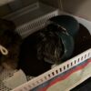 Emu hatching in an incubator