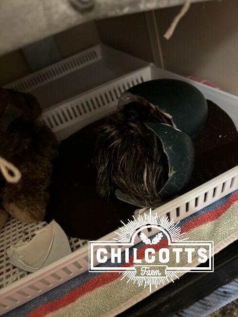 Emu hatching in an incubator