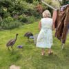 Emus helping hang out the washing