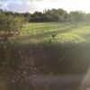 A September early morning view of an Emu in a Devon field within the UK