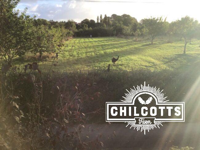 A September early morning view of an Emu in a Devon field within the UK