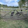 Emus at a gate.