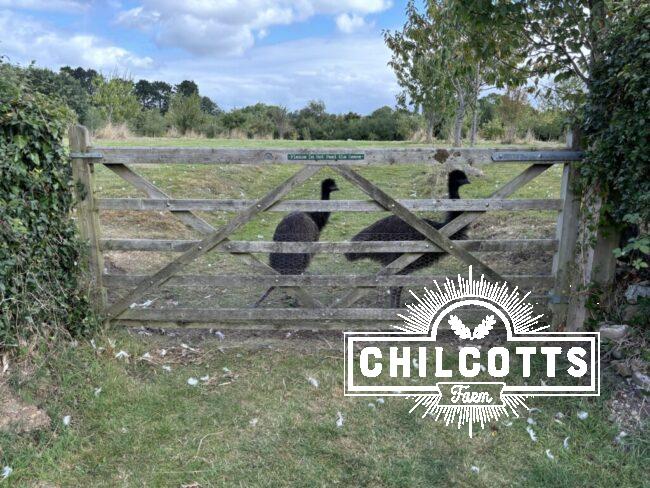 Emus at a gate.