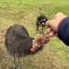 Emu eating grapes