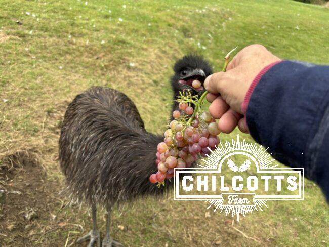 Emu eating grapes