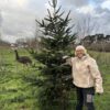 Cutting the Christmas Tree for 2024 - Being watched by Izzy the Emu