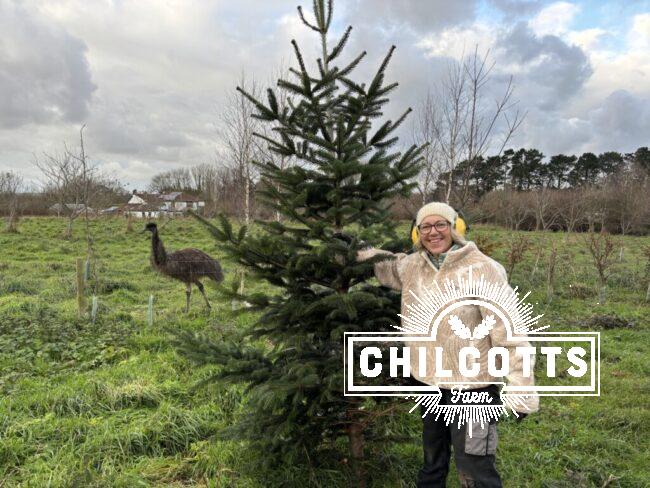 Cutting the Christmas Tree for 2024 - Being watched by Izzy the Emu