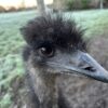 Frosted emu. Check other the ice crystals on the head!