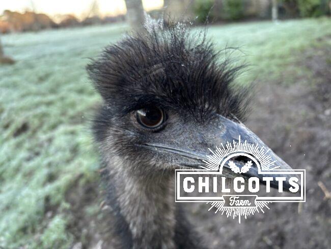 Frosted emu. Check other the ice crystals on the head!