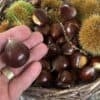 Sweet chestnuts 🌰 from north devon
