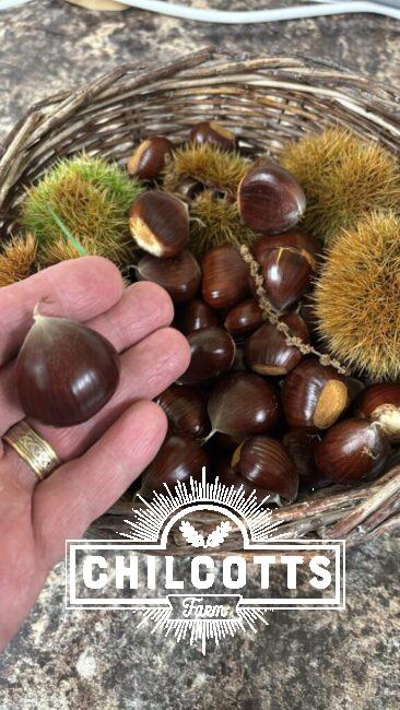 Sweet chestnuts 🌰 from north devon