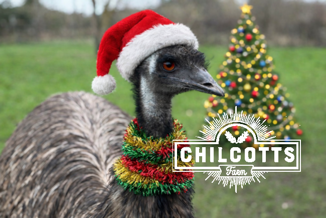 Emu in Christmas Hat